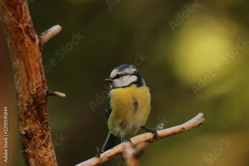 The Swedish bird 