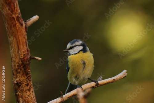 The Swedish bird 