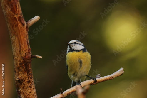The Swedish bird 