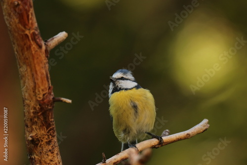 The Swedish bird 