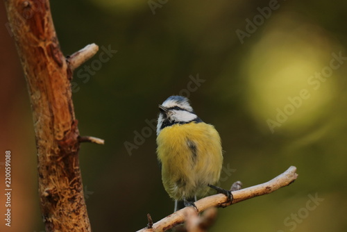 The Swedish bird 