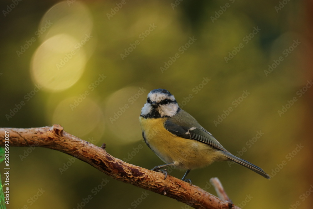 Obraz premium the Swedish bird looking for food