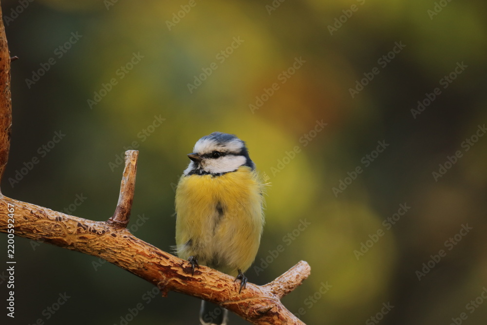 Obraz premium the Swedish bird looking for food