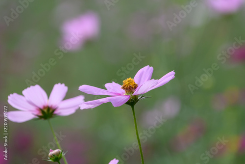Pink Cosmos Flower Blooming Elegantly in Soft Autumn Light with Soft Bokeh Background