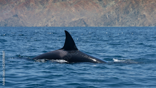 Orca at the ocean surface