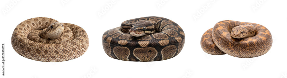 Obraz premium Hognose ball python and sand boa isolated on transparent background coiled snakes for reptile biology study herpetology science and educational design.