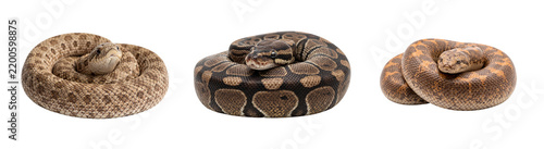 фотографія Hognose ball python and sand boa isolated on transparent background coiled snakes for reptile biology study herpetology science and educational design