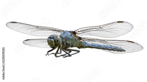 Фотография Blue dragonfly isolated on transparent background anisoptera predatory insect large eyes double wings odonata wildlife nature biology specimen flying arthropod