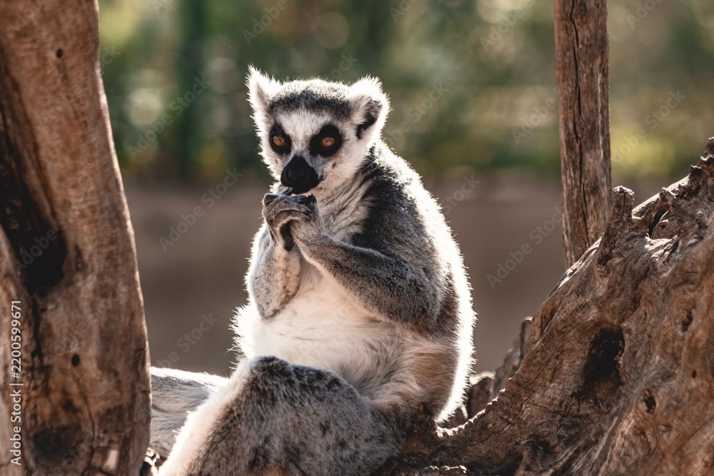 Obraz premium Close up of a lemur while eating 