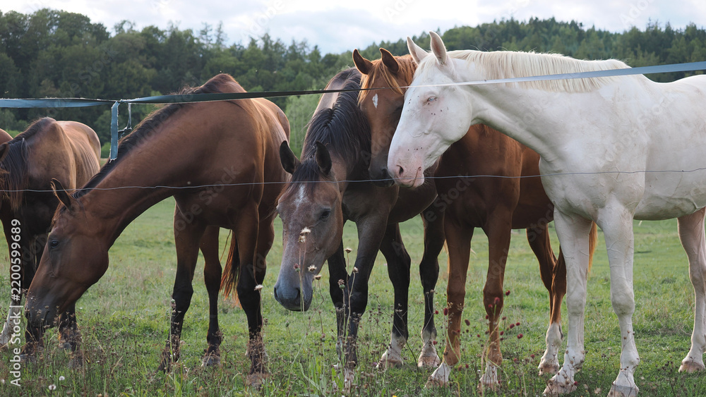 Obraz premium Group of horses standing and grazing together in a rural meadow