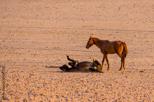 Fotografie A feral horse rolling in the dust in the golden morning light in the Namibian de