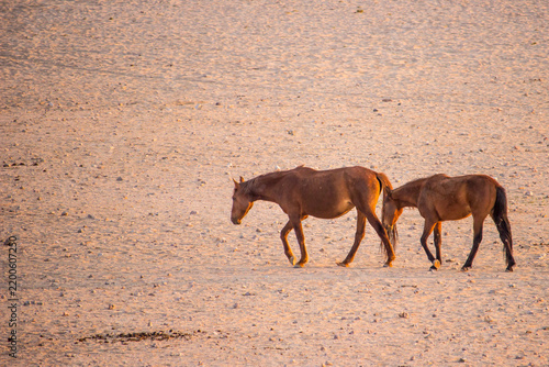 Obraz na płótnie Two of the wild desert horses of Namibia walking along the barren plains in the light of early morning