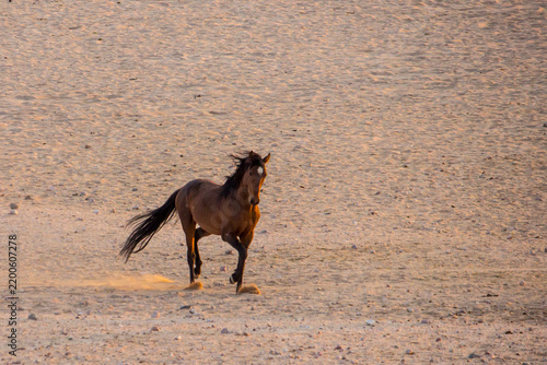 Obraz na płótnie A wild desert horse kicking up dust, while running along the baren plains at Aus