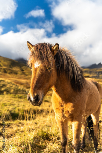 Cuadro en lienzo Icelandic horse standing in the paddock during summer