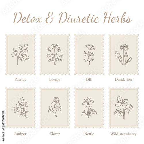 Detox and Diuretic Herbs Collection, Botanical Line Art Illustrations on Stamp Frames