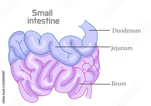 Small intestine colored diagram, anatomy. Three parts, duodenum, jejunum, ileum. Organ structure. Majority of absorption occurs. human intelligence, draw. Vector illustration	