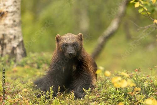 View of a wolverine sitting in the forest at Polar Park in Bardu, Troms, Norway.