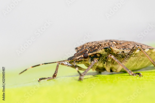 Foto Punaise diabolique (Halyomorpha halys) en macrophotographie sur une feuille vert