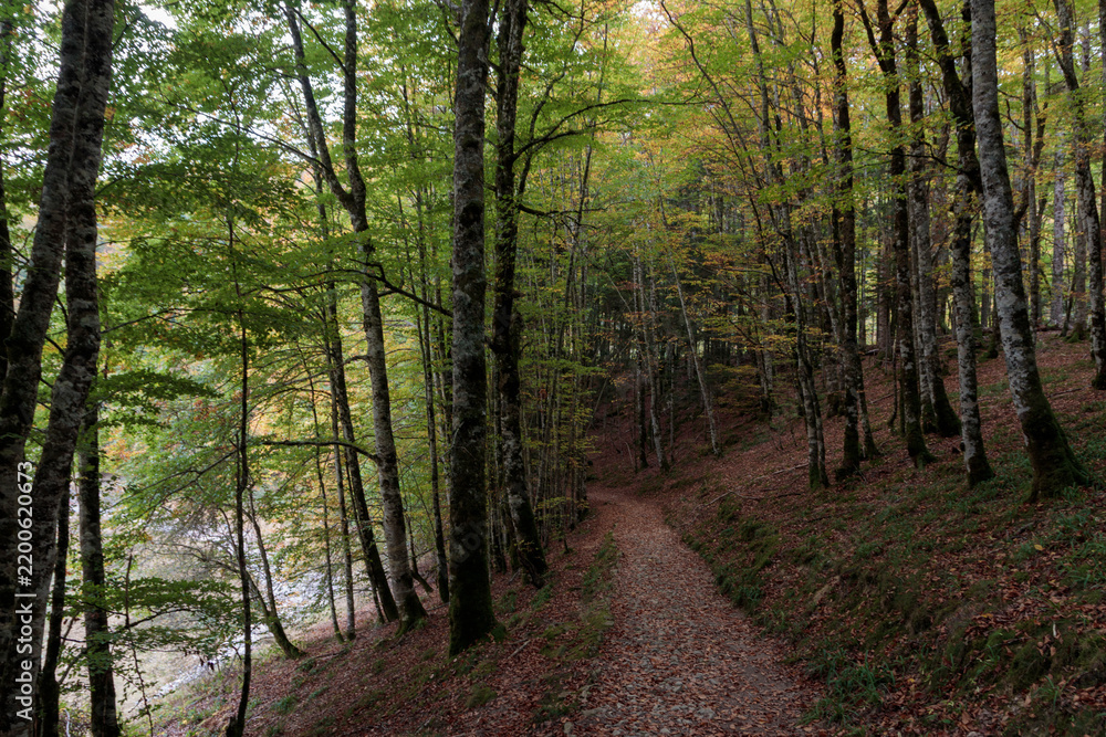 Fototapeta premium Forest path winding through autumn trees changing colors
