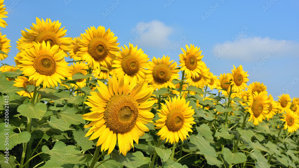 Fototapeta premium Sunflowers blooming in sunny agricultural field