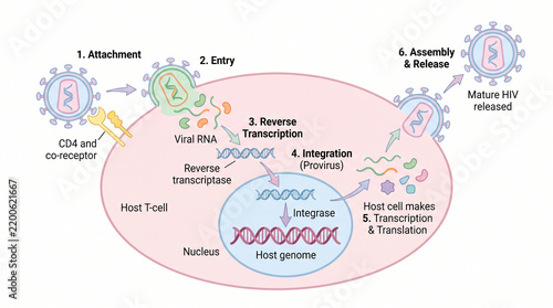 HIV Virus Life Cycle and Replication Diagram in Host Cell
