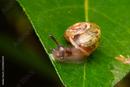 Obraz na plátně Escargot du genre Cepaea (Cepaea sp