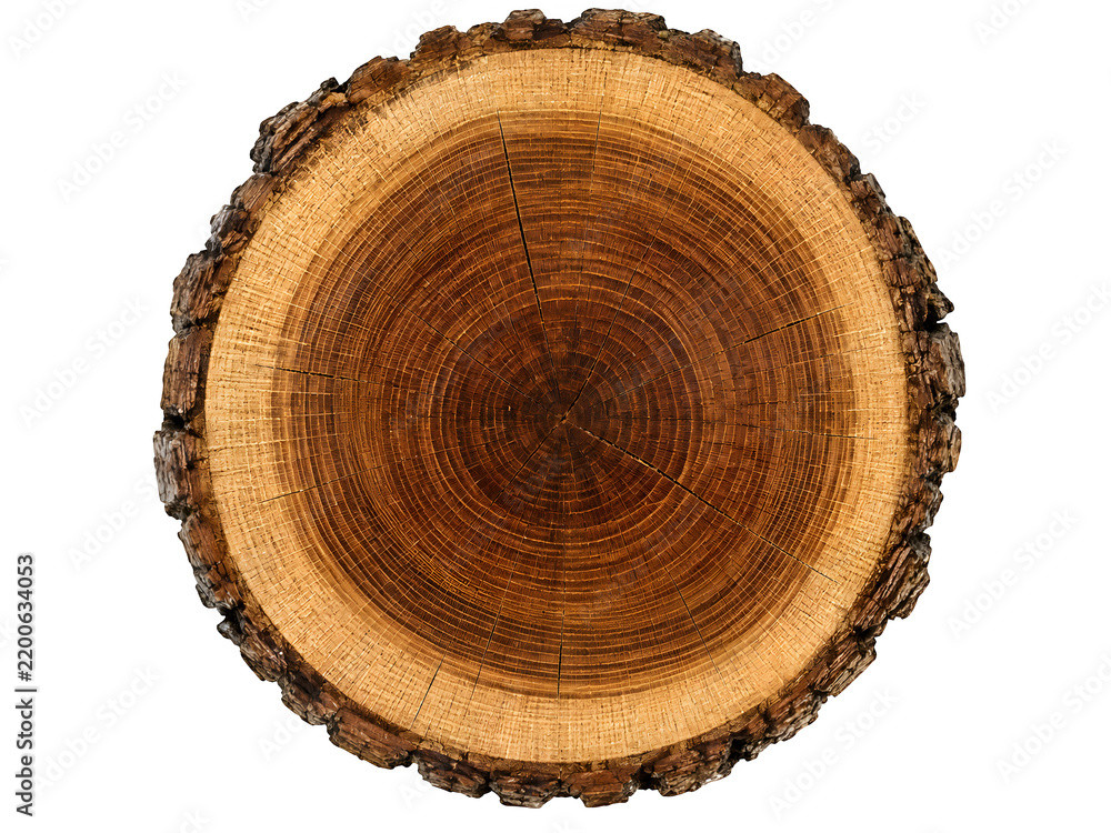 Fototapeta premium Rustic wood cross section, round timber log slice, natural oak tree rings texture isolated on Transparent Background