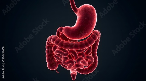 3D Illustration of Human Digestive System with Stomach and Intestines.