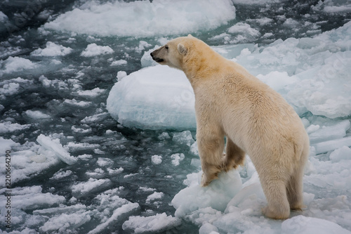 Fotografía Polar bear standing on an ice floe close up