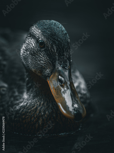 Duckface