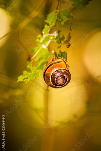 Schnecke