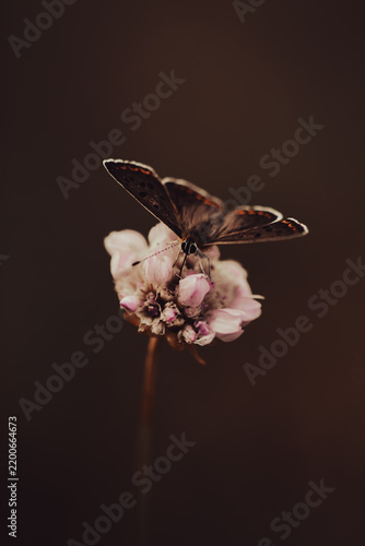 Schmetterling 