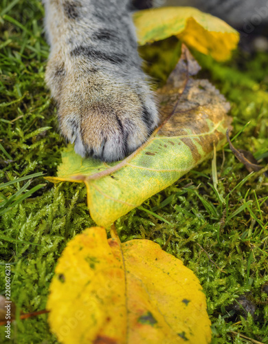 Tabby cat paw on autumn leaves