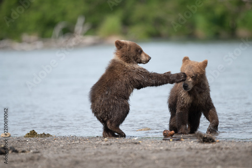 Fotografía Ruling the landscape, brown bears of Kamchatka (Ursus arctos beringianus)