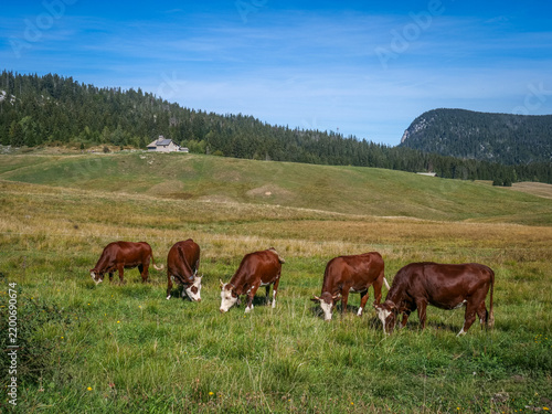 Plateau des Glières, alpage et chapelle, Haute-Savoie, France