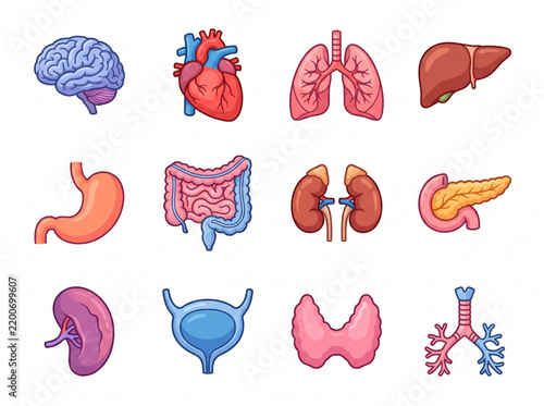 Human internal organs vector icons set