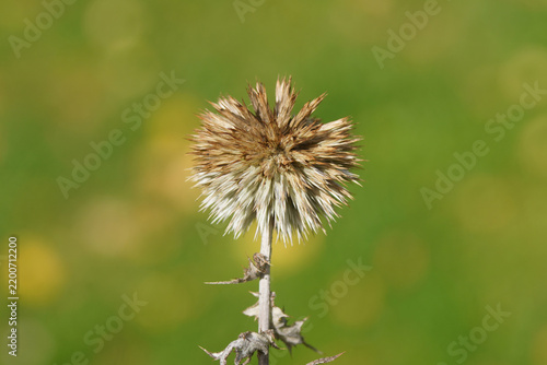 Seedhead of the bulbous flower Echinops, blue Globe Thistle. Seed. Green background. September, Netherlands.