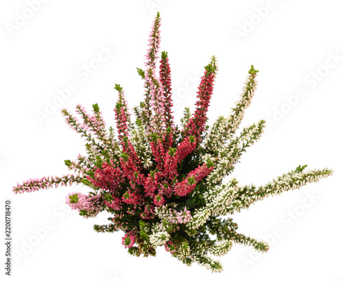 Tapety artystyczne Calluna flowers