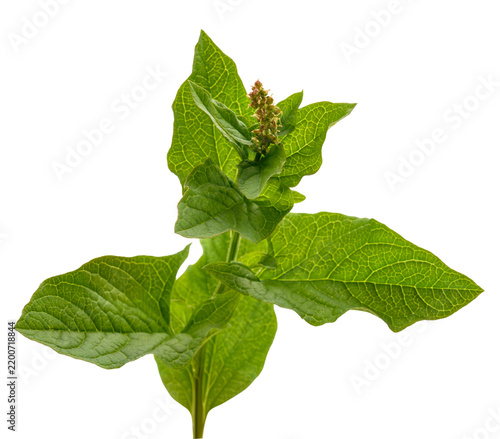 Tapety artystyczne Good King Henry