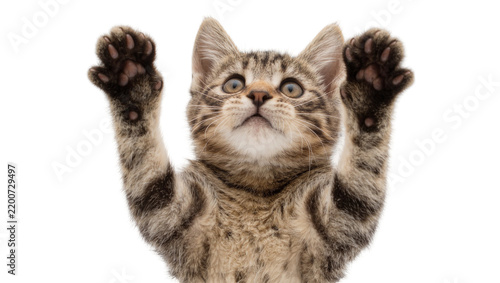 Tabby kitten raising paws up, isolated on transparent background