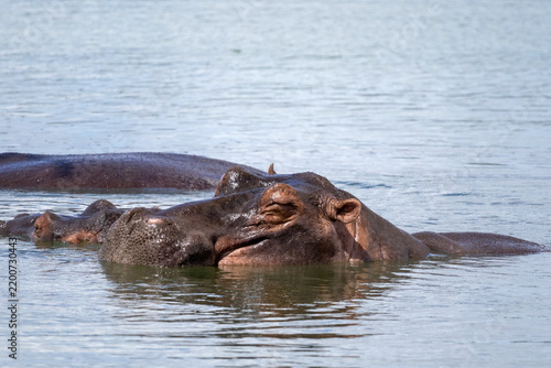 Foto Two Hippos Resting and Wallowing in Water at Sunset Dam Kruger Park