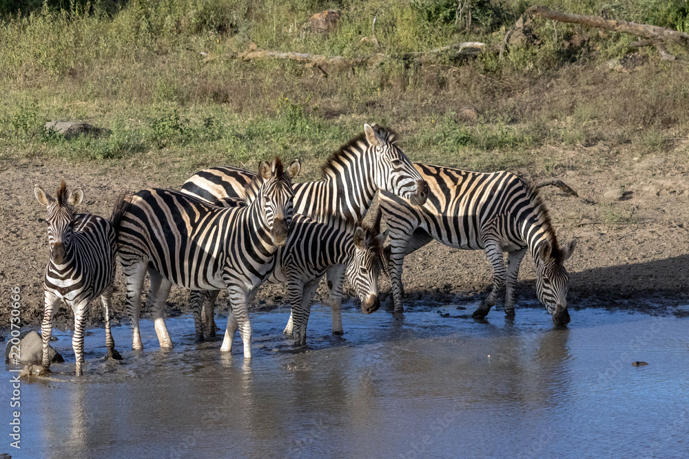 Fototapeta premium Plains Zebra Herd at Muddy Waterhole in Kruger National Park South Africa