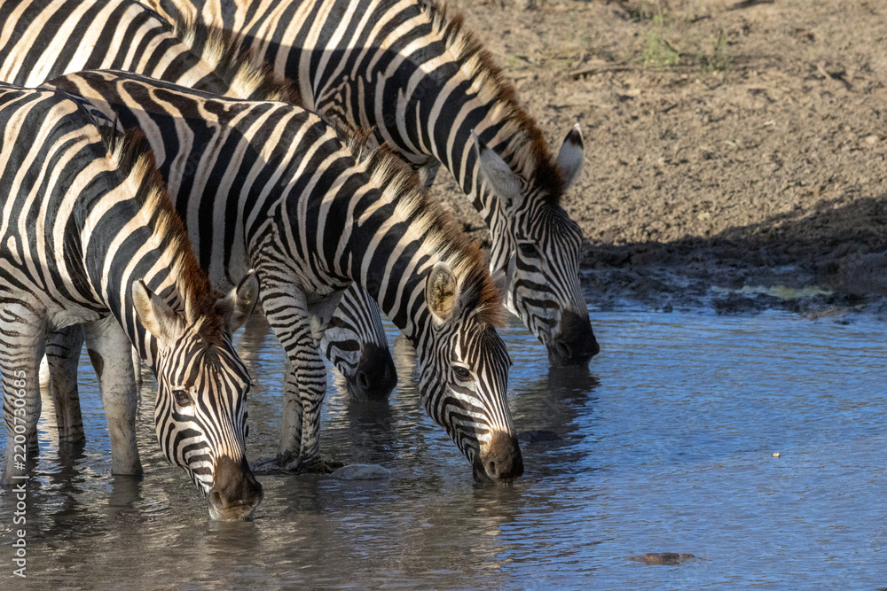 Fototapeta premium Plains Zebras Drinking Water Together from River in Kruger Park