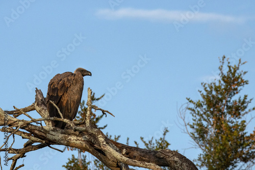 Bild auf Leinwand White-Backed Vulture Perched Alone on Dead Tree Against Blue Sky Kruger