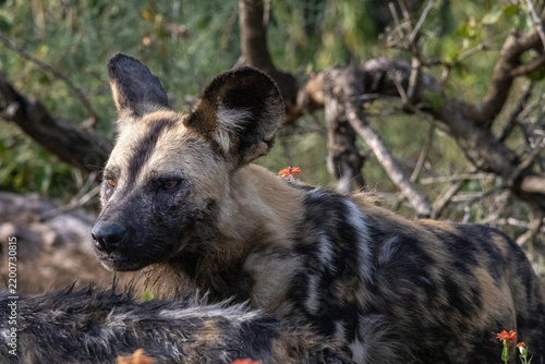 Obraz na płótnie African Wild Dog Resting Among Orange Wildflowers in Kruger Bush