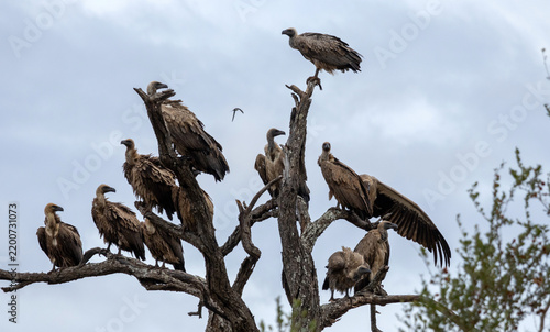 Fotografía Colony of White-Backed Vultures Roosting in Dead Tree Kruger National Park