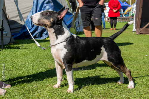 Standard English Bull Terrier at a dog show