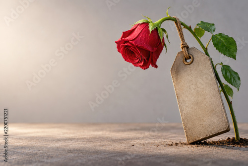 Red rose with blank hanging tag on stem. Space for text.