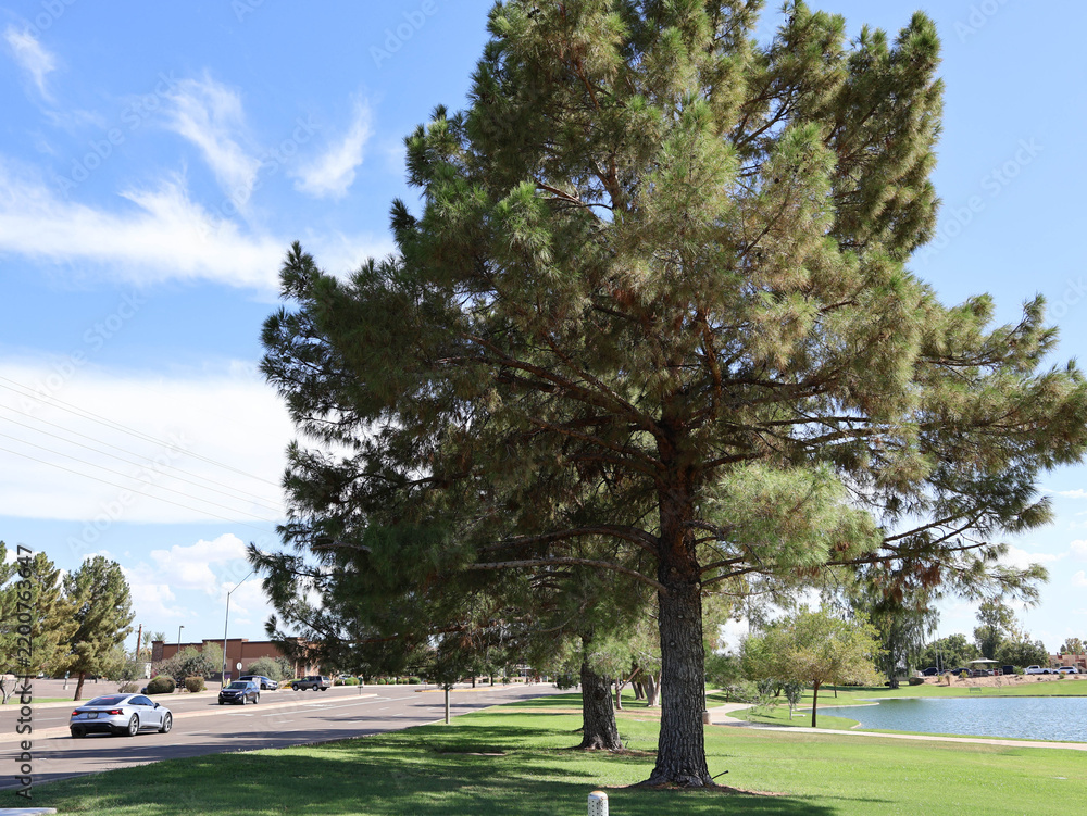 Obraz premium Mature Aleppo Pine Tree With Spreading Evergreen Canopy