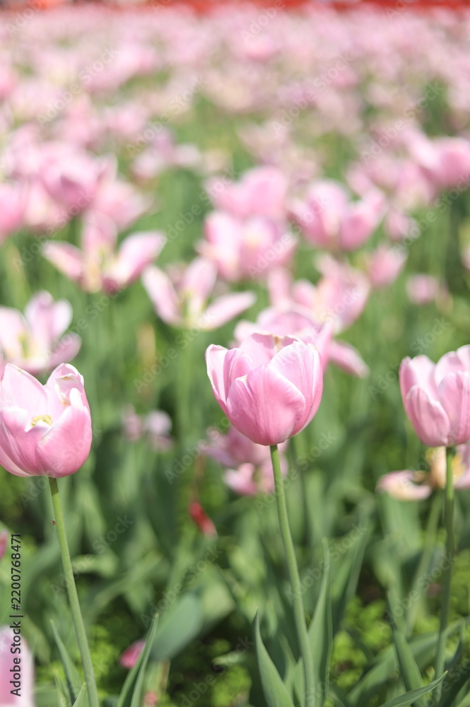 Fototapeta premium Pink Tulips Field in Full Bloom at the Canadian Tulip Festival, Ottawa, Ontario, Canada